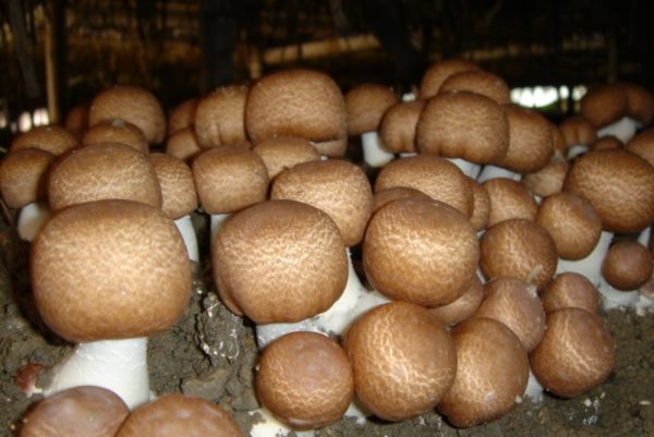 Culture de champignons blancs