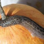 Big slug on pumpkin