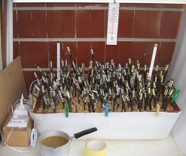 Sprouting chubukov in filler