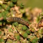 Διηλιακά φύλλα σταφυλιού