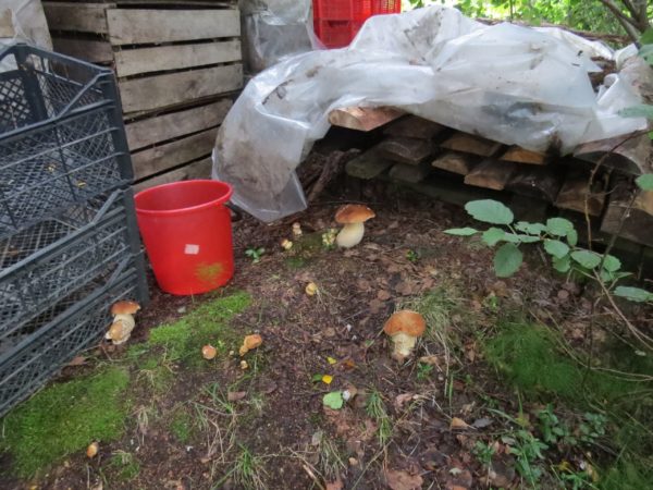 Les champignons pousseront dans le jardin si vous choisissez le bon endroit