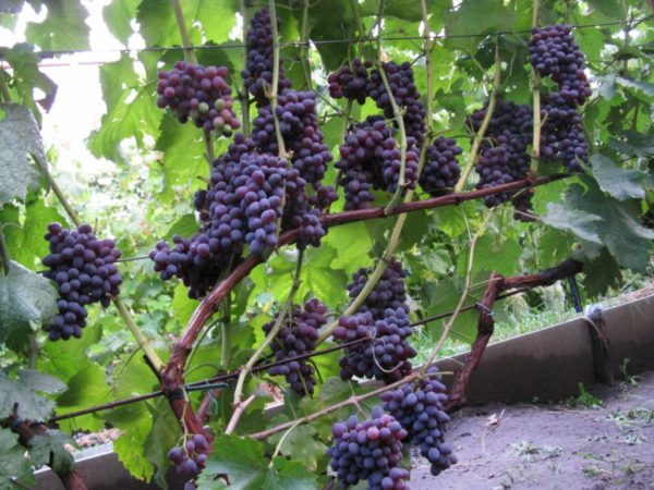 Grape raisins growing in a greenhouse