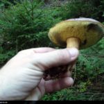 Structure spongieuse