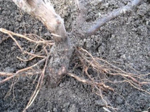 Creuser des raisins en automne