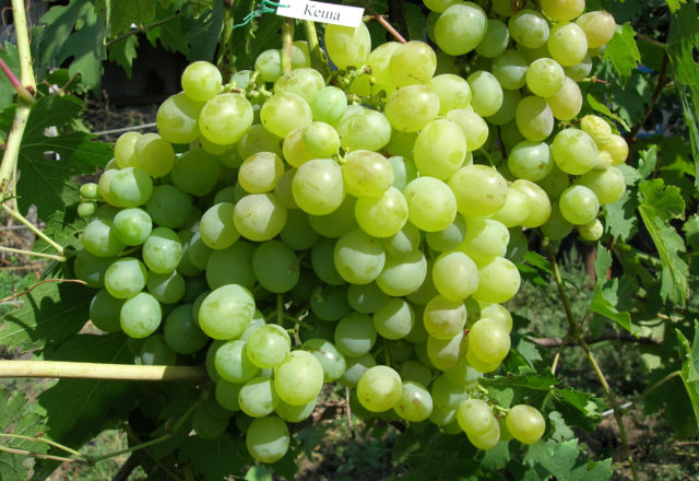  Гроздов кеш