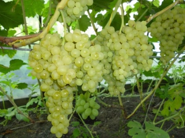 Varietà di uva di lampone 342 su un cespuglio