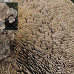 Hyménophore en forme de labyrinthe