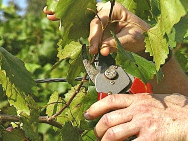 Soins pour les jeunes raisins de vigne variétés Aleshenkin