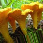Chanterelles