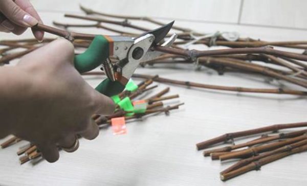 En yaygın üreme üzümü yöntemi