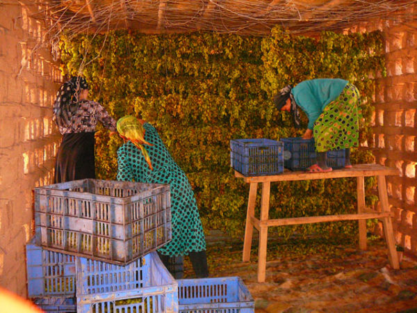 Vérification de l'état de préparation du raisin