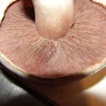 Hyménophore en plaques