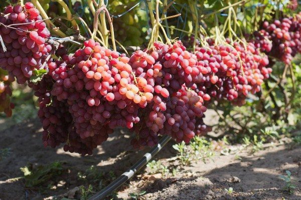 Large clusters of grapes Veles