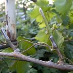 Κοπή μοσχεύματος