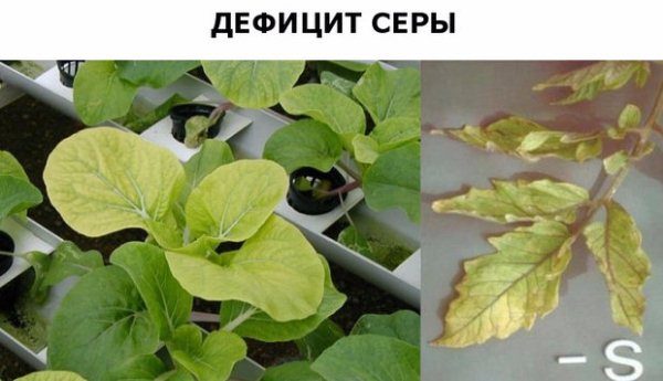 Signs of Sulfur Deficiency