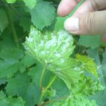 Σημάδια της ήπιας απόρριψης των σταφυλιών