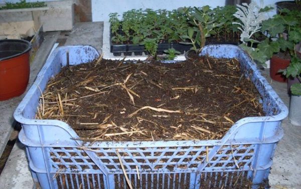 Biohumus is useful for plants