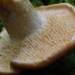 Hyménophore épineux