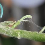 Αράχνη αράχνη κήπου