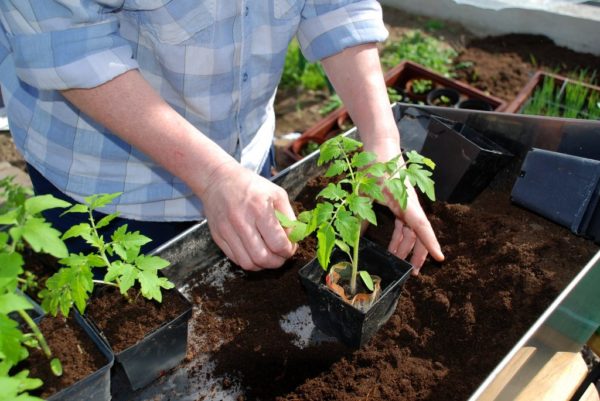 Soins pour les plants de tomates