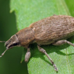 Τουρκικό σκωτσάρ