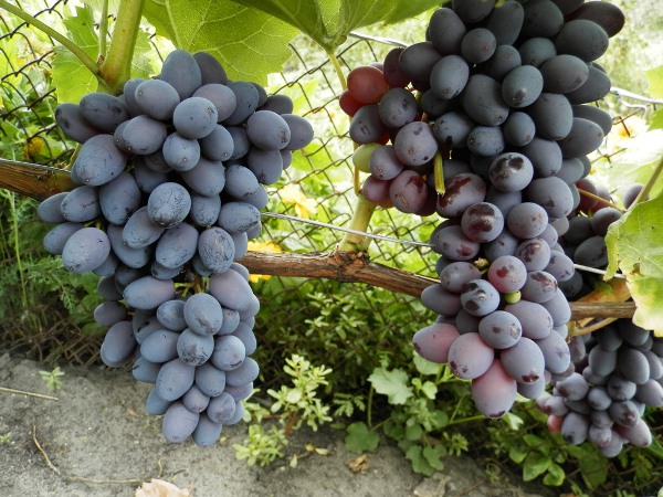  Jupiter grapes