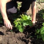 Τοποθέτηση λωρίδων σταφυλιών