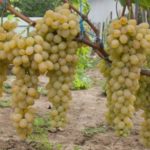 Uva di San Valentino