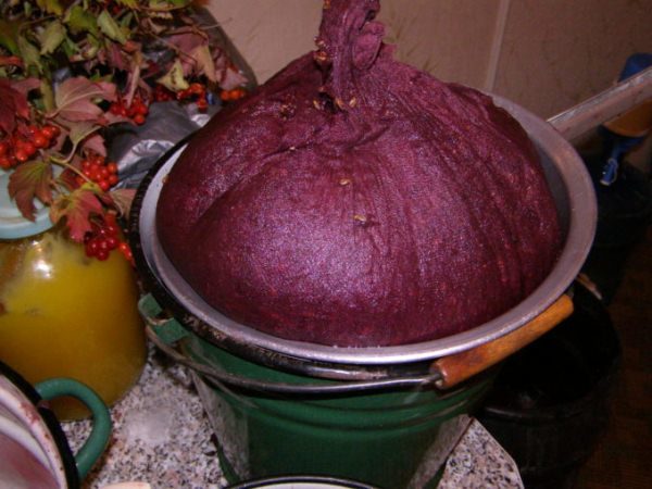 Pour rendre le vin aromatique et délicieux, il est nécessaire de trier chaque baie d'insectes, de séparer les baies vertes et gâtées.