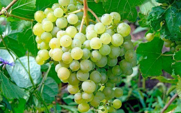 Grapes Himrod (Himrod)