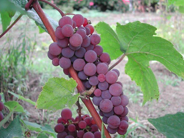 Grape Kenadis