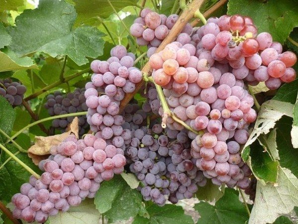 The grapes of Relines pink Seedis