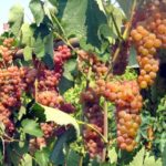 Uva Somerset Sidliss