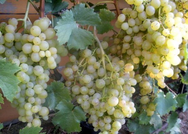 Tukai grapes