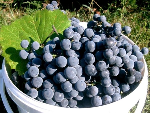 Grapes Isabella grade