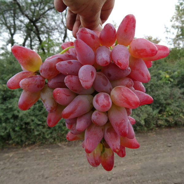 Гроздов сорт Оригинал