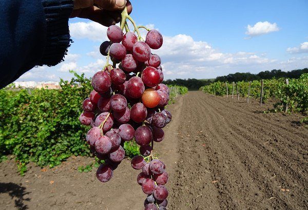Гроздовият сорт Юбилеен кран