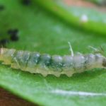 Гроздов кръг молец