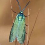 Κηλίδωση σταφυλιών