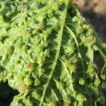 Σταφύλι Aphid