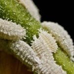 Μελιτζάνα σταφυλιών