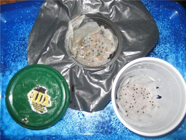 Ние засаждаме семена и заспиваме субстрата