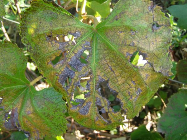 Alternaria sur feuilles de vigne