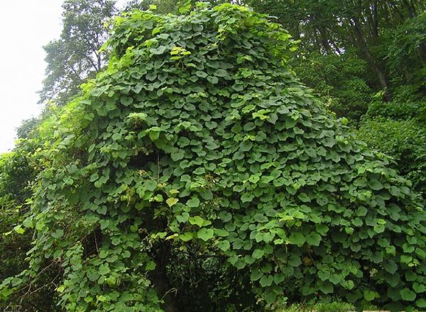 Les raisins Amursky ont tendance à pousser très vite et doivent être élagués