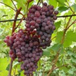 Nouveau début de russe