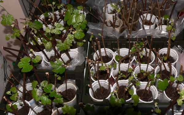 Jeunes arbres Amursky