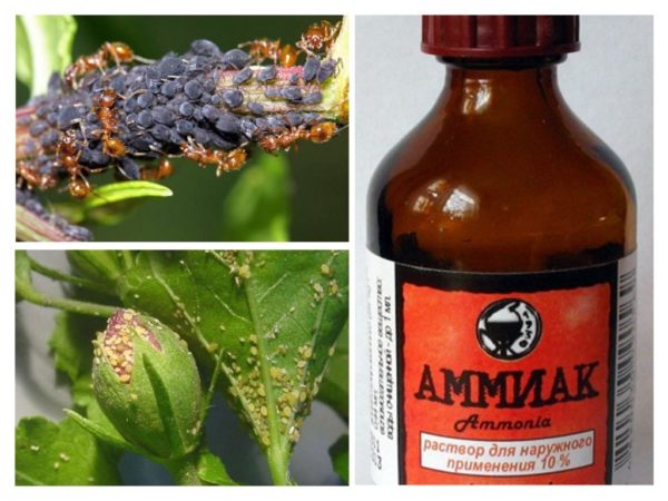 L'ammoniac combat d'excellents parasites du jardin.