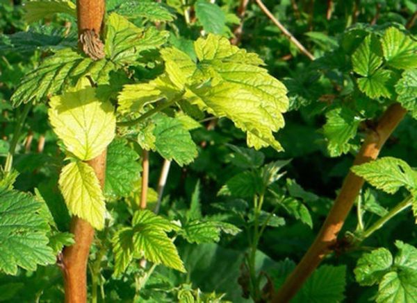 À propos du manque d'azote dit le feuillage jaunissant