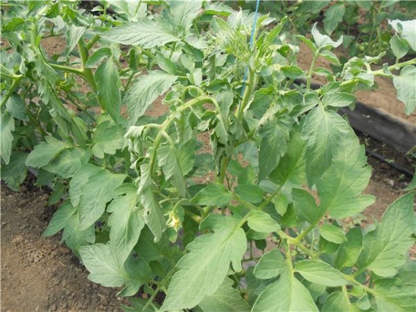 Bären können beginnen