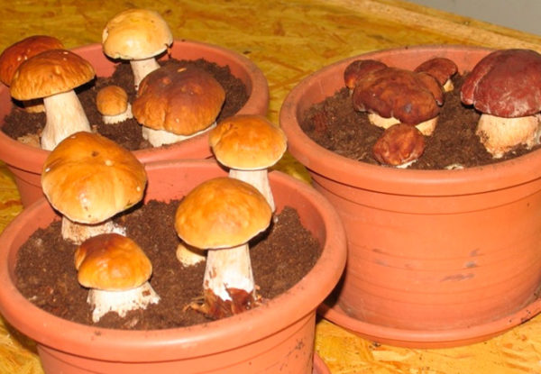 Dans la cave, les champignons peuvent être cultivés même dans des pots de fleurs